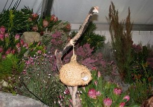 Fynbosskou in vooruitsig